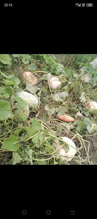 Продам тыкву кабачки свеклу.Бобровка.