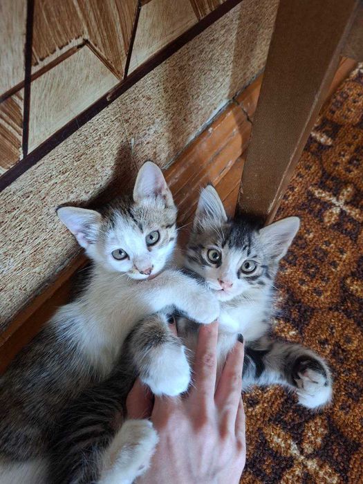 Даром! Домашние котята в добрые руки!