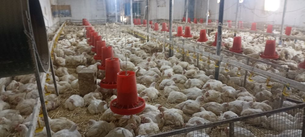 Ферма сатылады Ферма