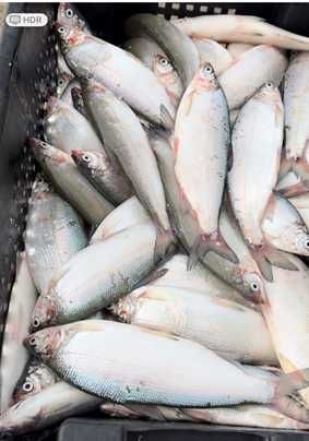 Рыба пелядь навеской 150-250 грамм