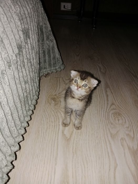 Шотландский котёнок 4 Мес мальчик