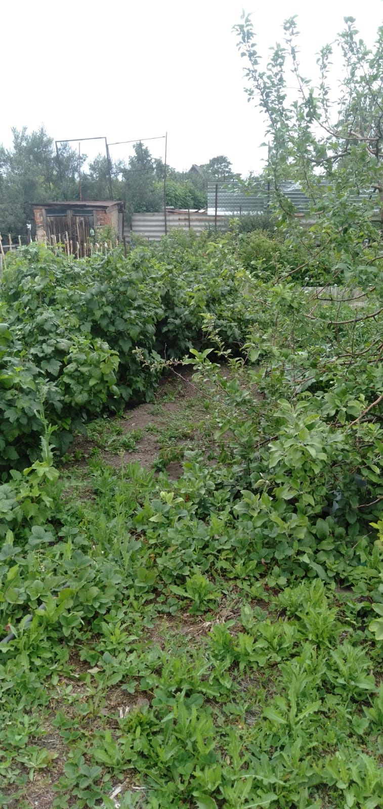 Продам дачу Мичуринец