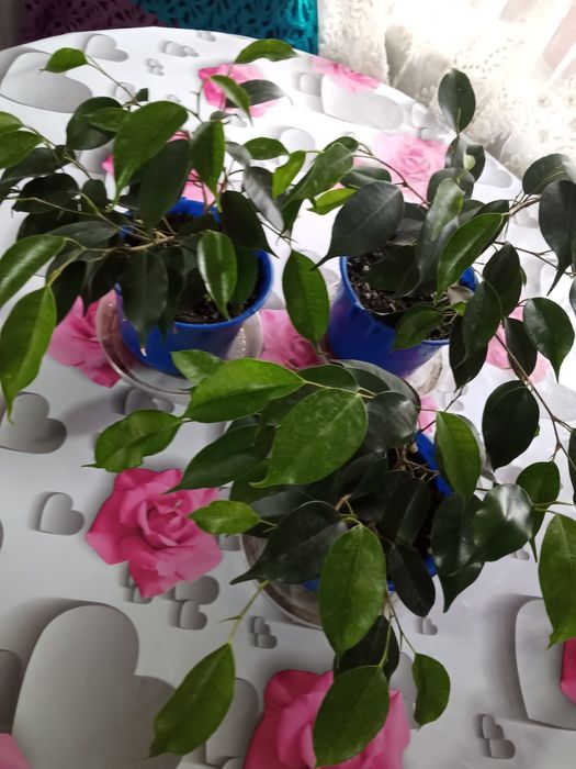 Фикус Бенджамина распродажа