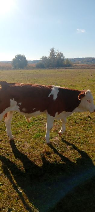 Vând viței 6 și 2 tăurași !