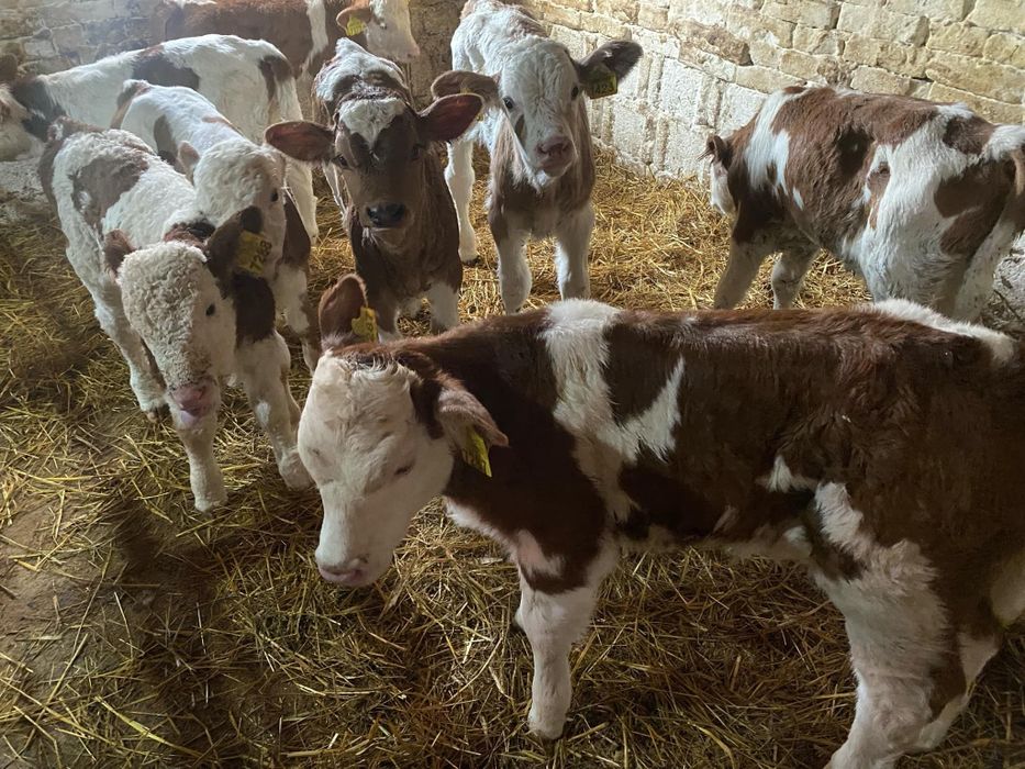 Vând vitei baltata românească