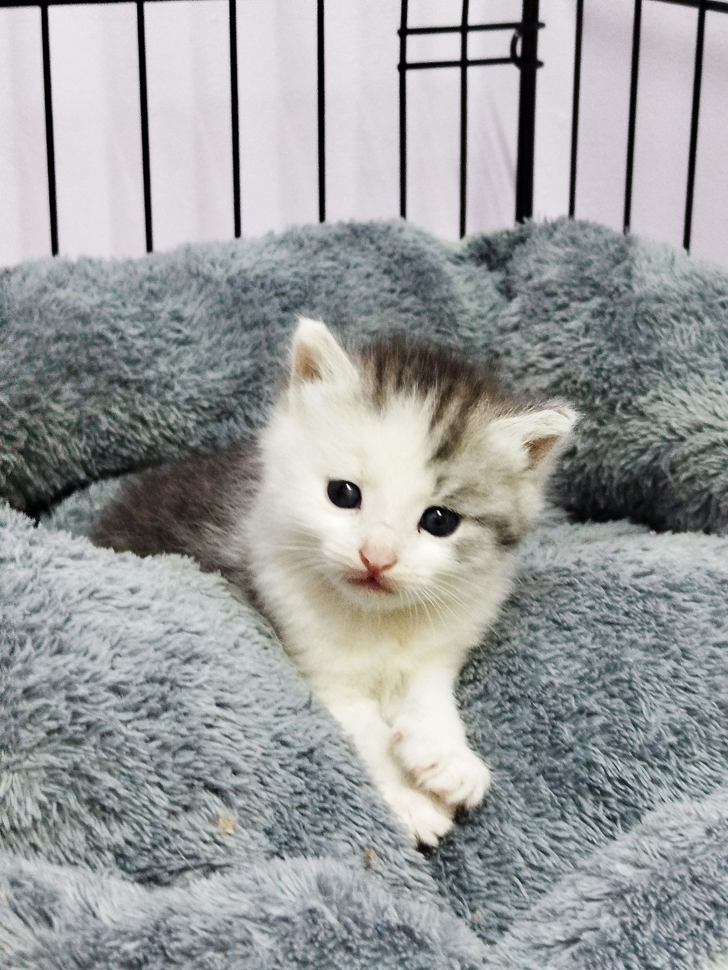 Найдены кошечки,ищу дом.