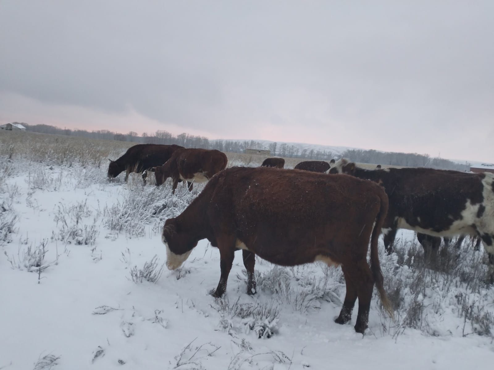 Продам Коров цена договорная