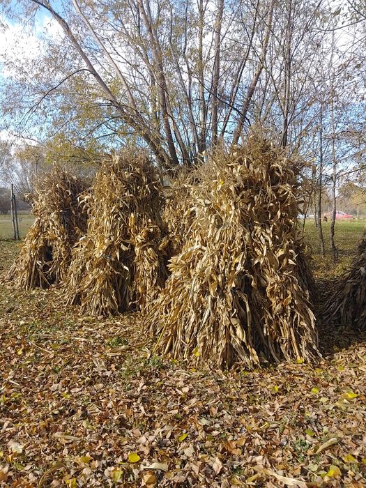 Vând snopi de strujeni