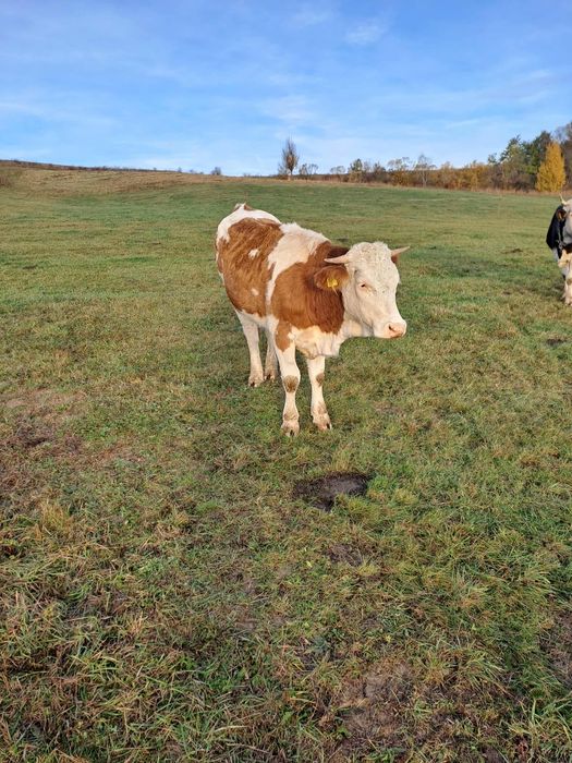 Vand doua vitele tinere