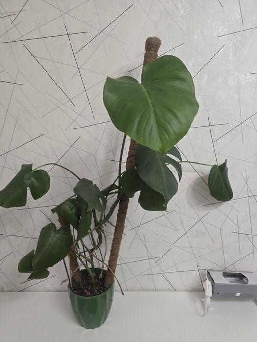 Монстера 4000тенге