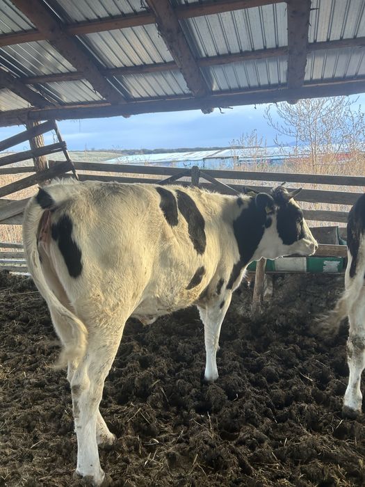 Vand vitei mai multe detali la numarul de telefon