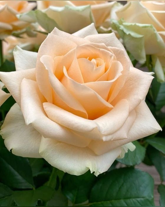 Trandafiri Tufa (Intens Parfumați).