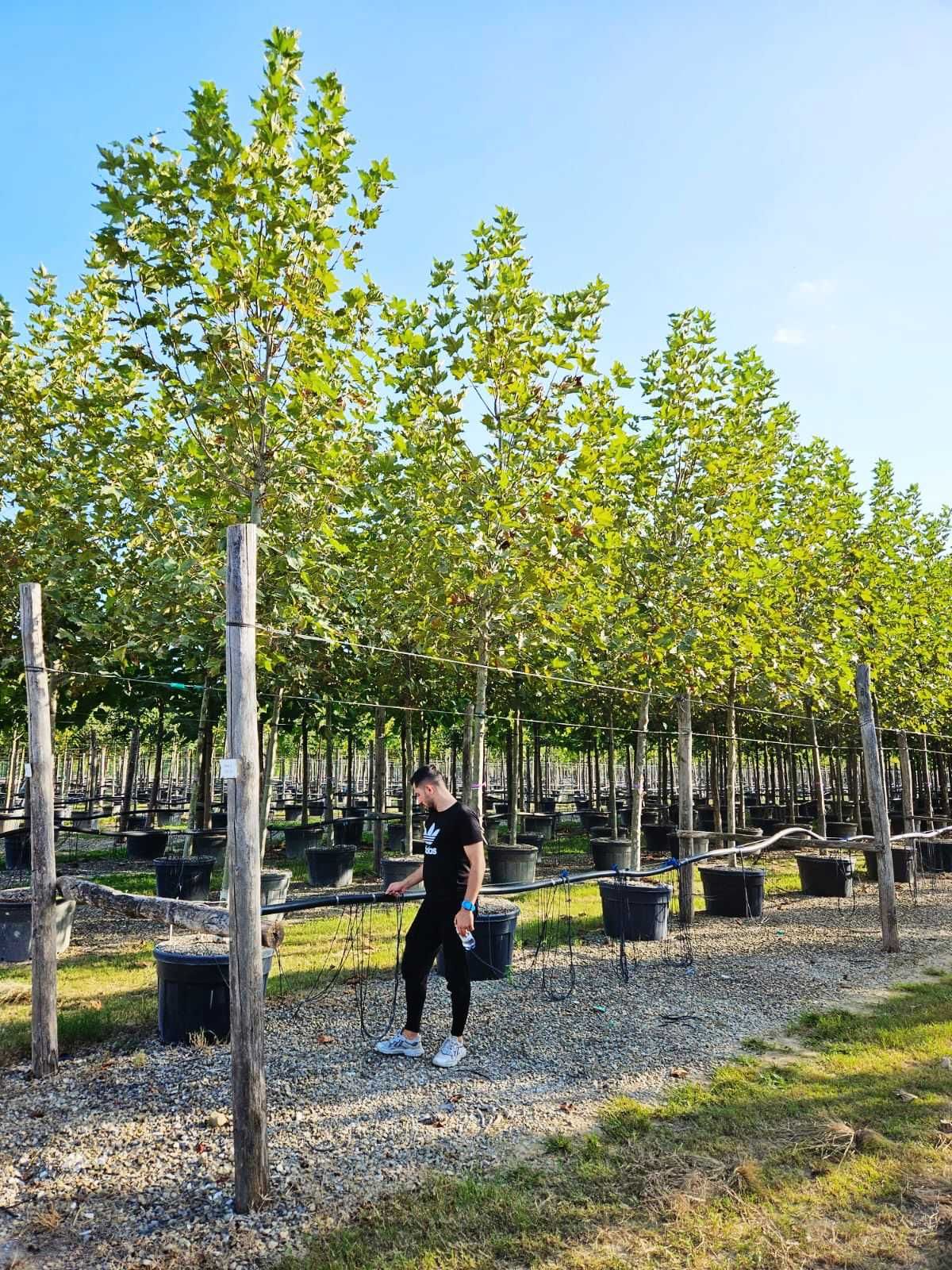 Plante Ornamentale Oriunde in tara