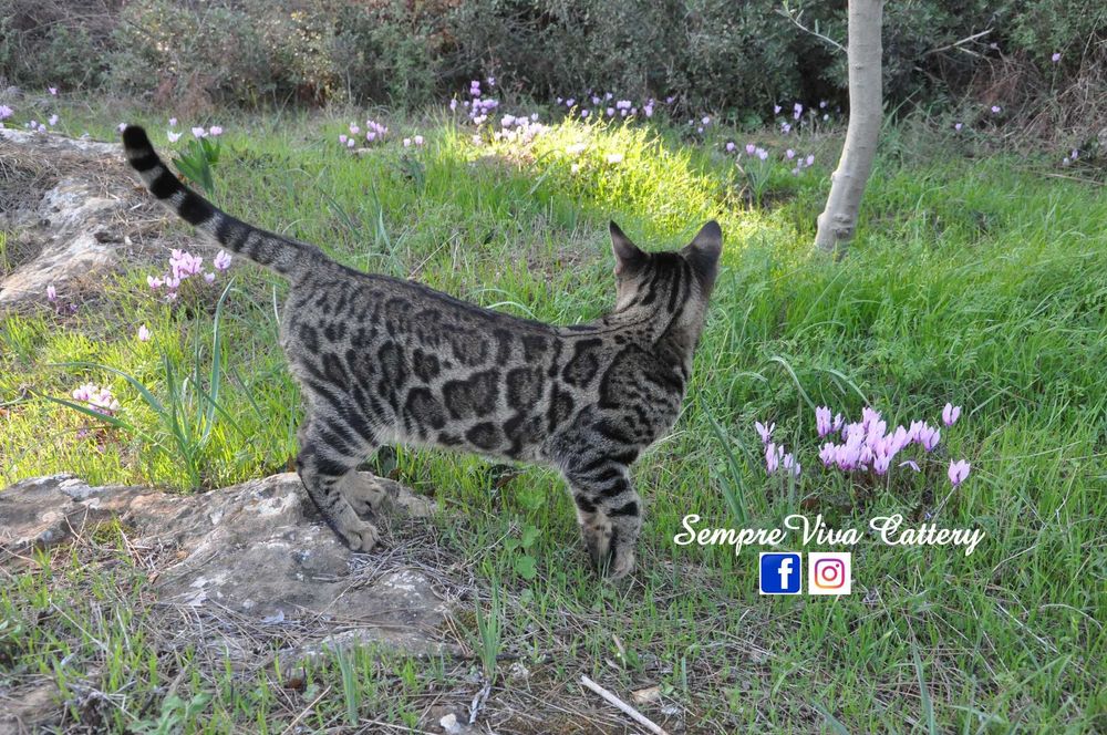Бенгалско коте женско