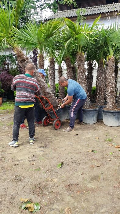 Palmieri trachicarpus fortunei 1.7m 2m 2.5m  4/5m