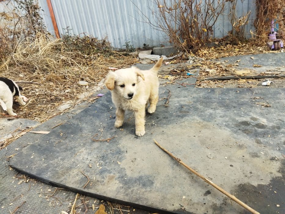 Отдам щенков дворняшки