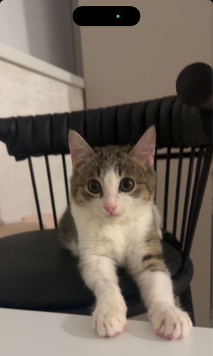 Отдадим в дрбрые ласковые руки