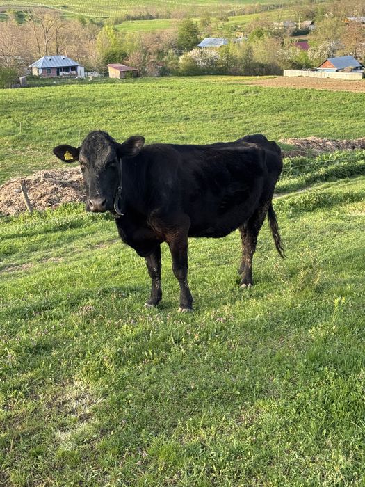 Vand 2 vaci angus ‼️ schimb cu viței de 3 luni