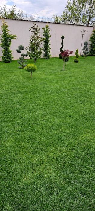 Gazon Rulou Plante Ornamentale  Exterior