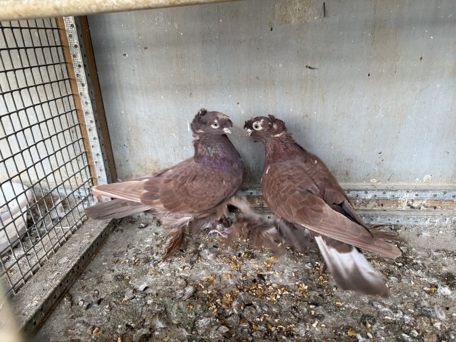 Kaptarla sotiladi kabutar, голубь голуби kaptar