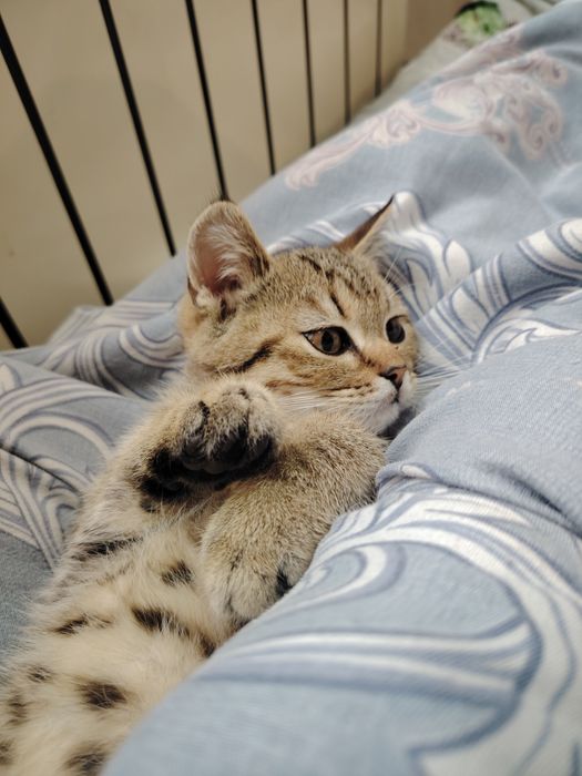 Котенок Шотланд с британцем