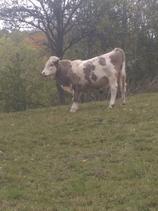 Vând tăuraș de 2 ani