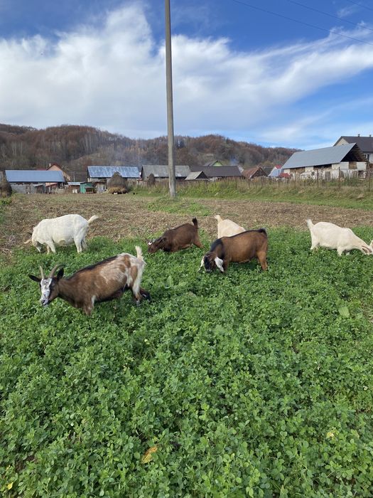 Vand iedute sanne si alpin montate cu anglo nubian