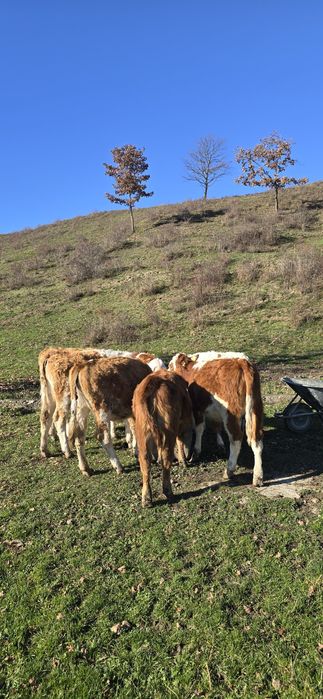 De vânzare 7 viteluse