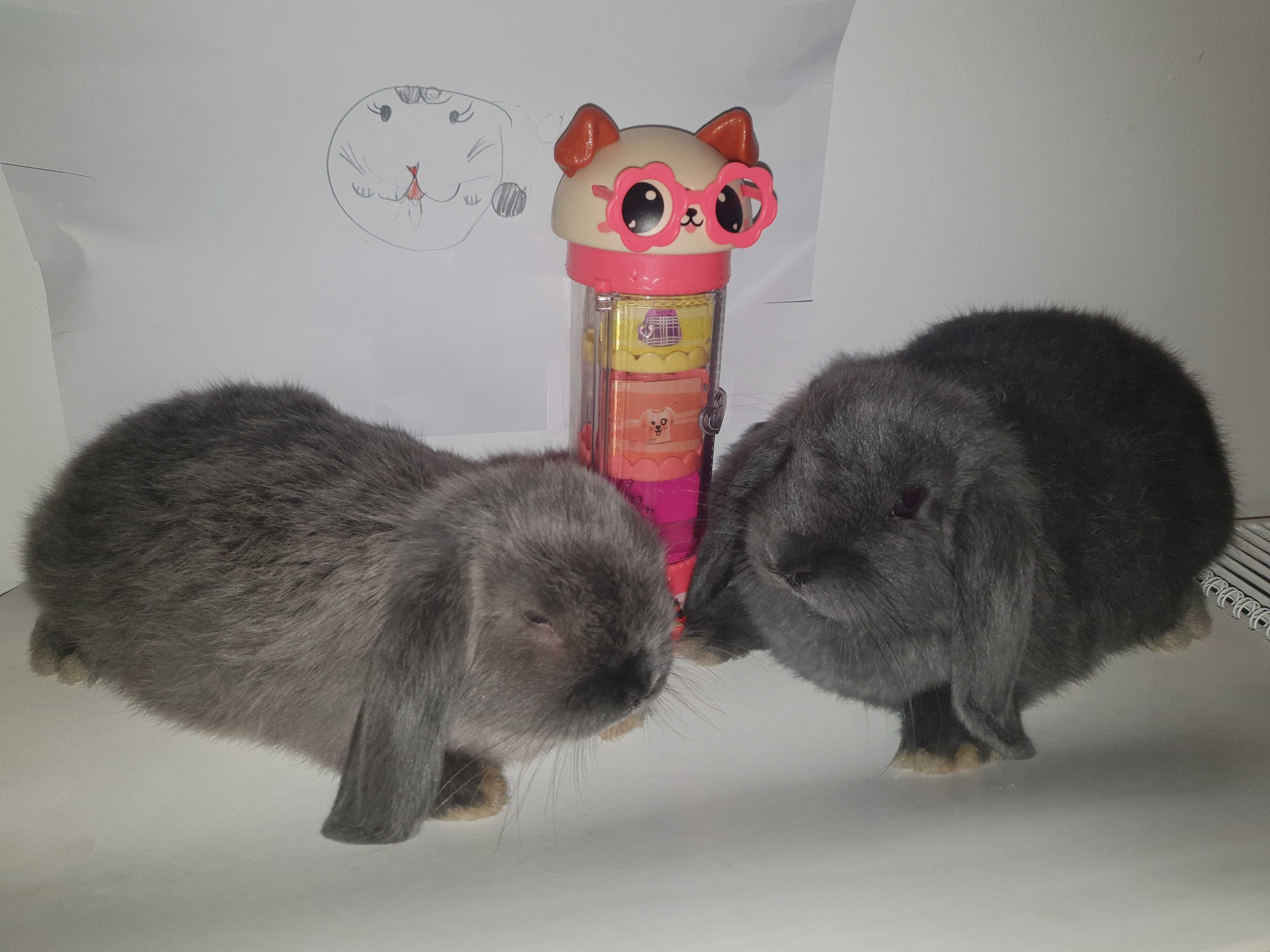 Iepure Berbec Pitic Iepuri Holland Lop Mini Lop Iepurasi Pitici