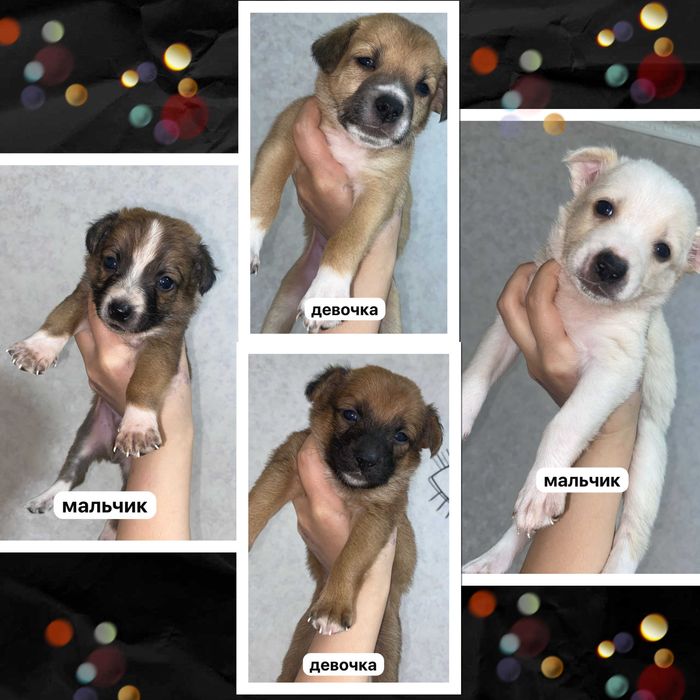 Щенки ищут своих людей и дом