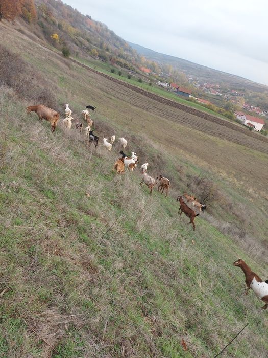 De vânzare 17 capre