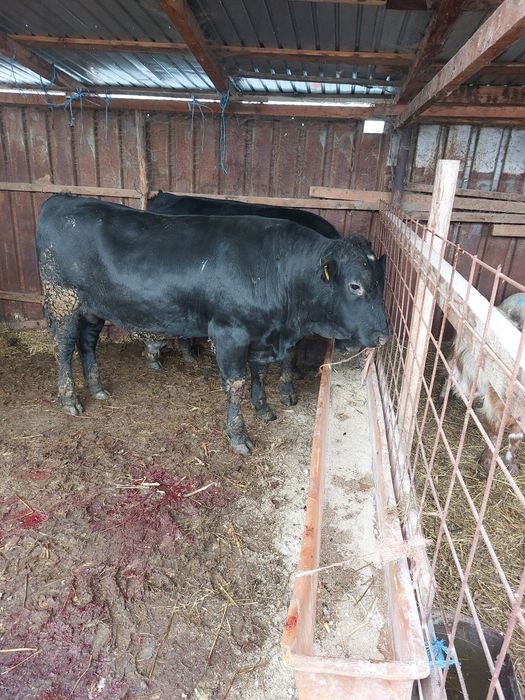 tauri angus de vanzare