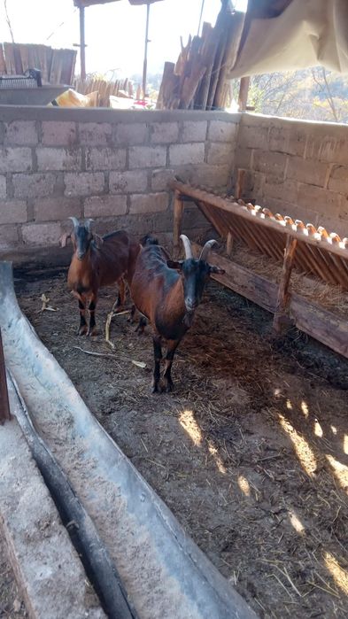 Vand 2 capre gestante