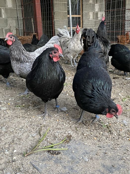 Oua incubat Australorp