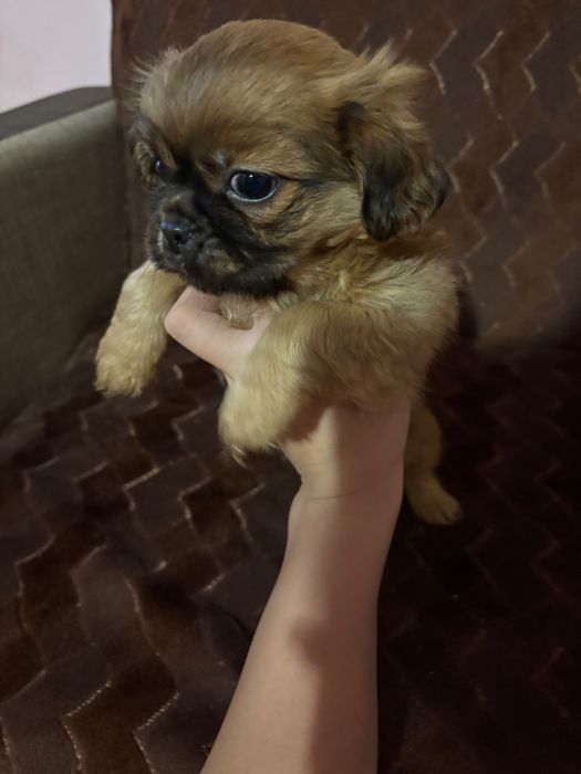 Продавам пекинези