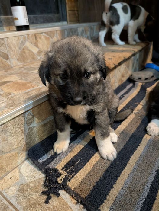 Подарявам кученца в Старо село