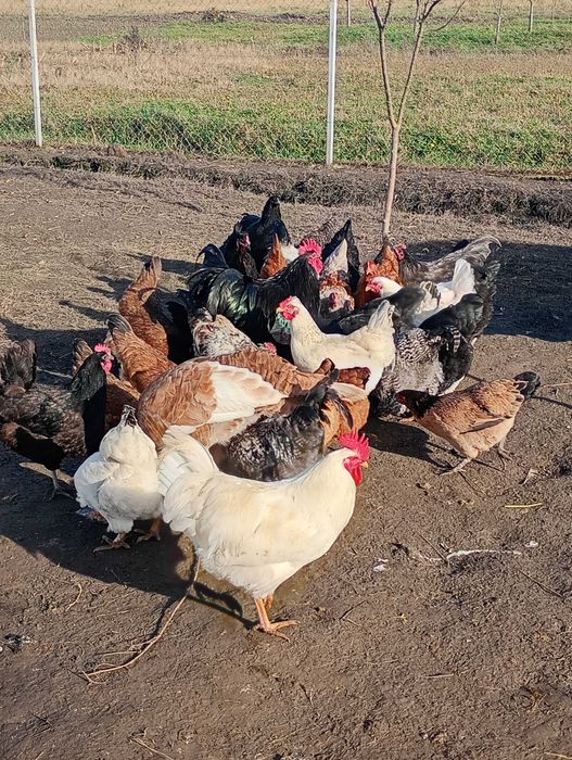 Păsări de vânzare