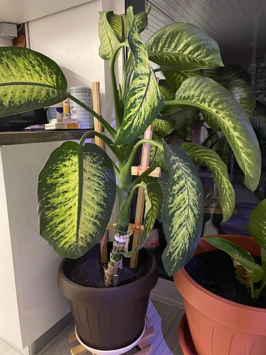 Floare Dieffenbachia