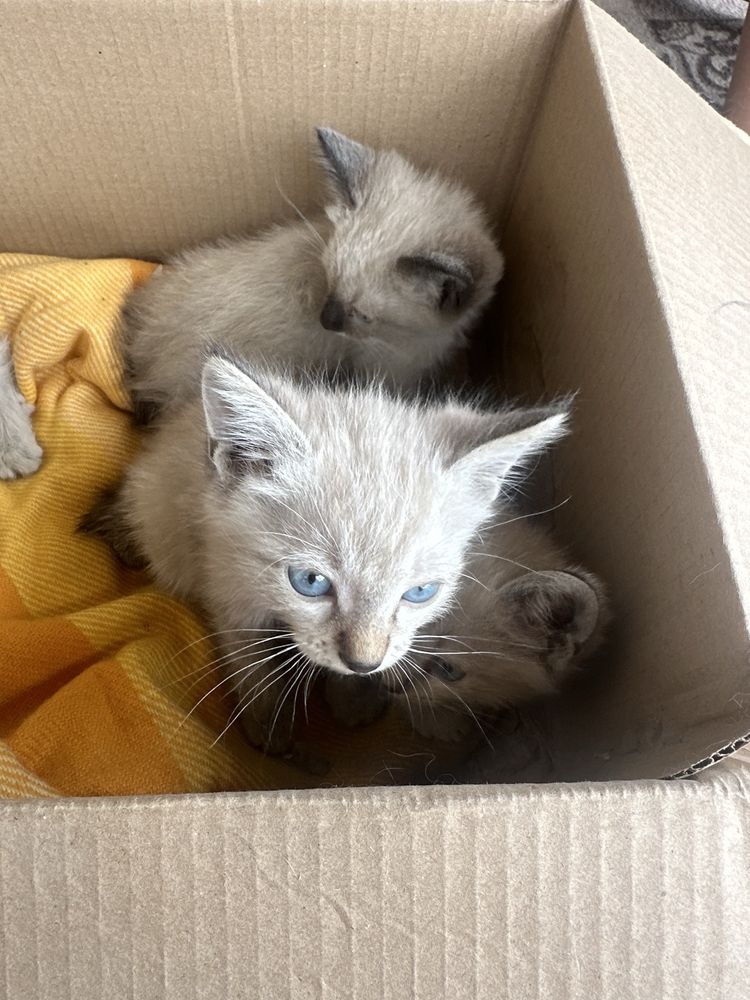 Отдам котят бесплатно