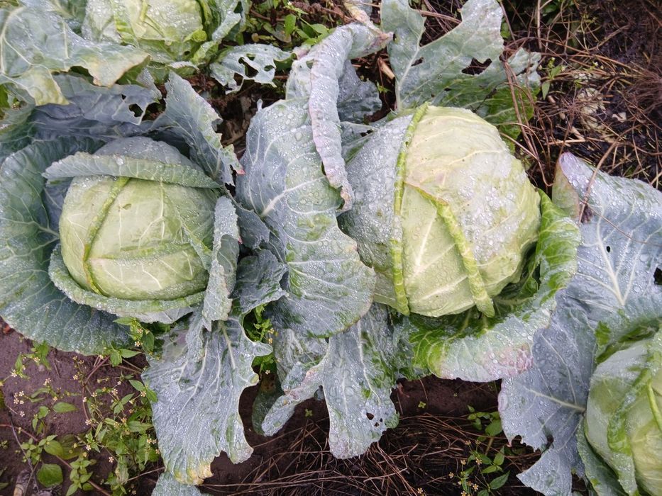 Varză de Buzău pt . cei care  au nevoie  .