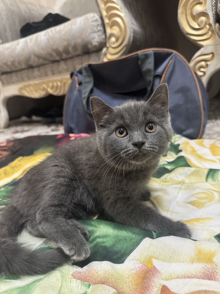 Котёнок маленький