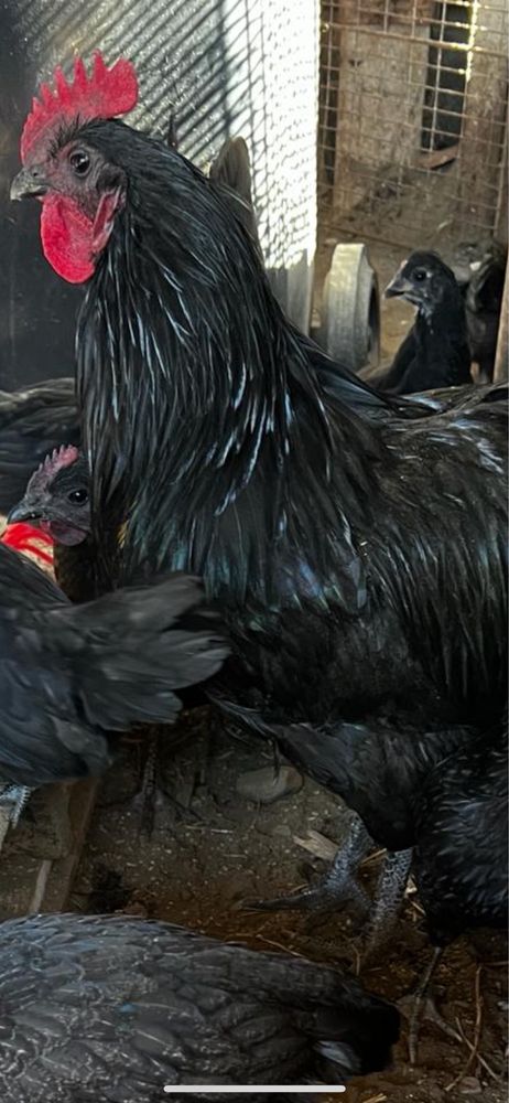 Australorp negru oua pentru incubat