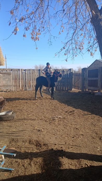 Жылқы жасы 1 бүкіл жері сау