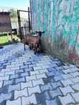 Vand edite din mame bune de lapte