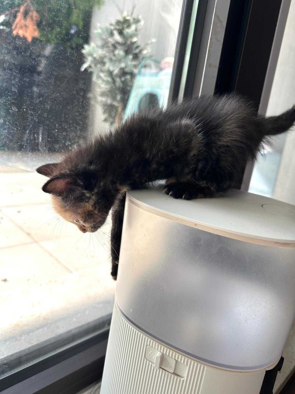 Adoptie Pisică Jucăușă Calico (Voluntari + București)