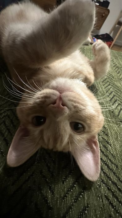 Отдам котенка в очень добрые руки