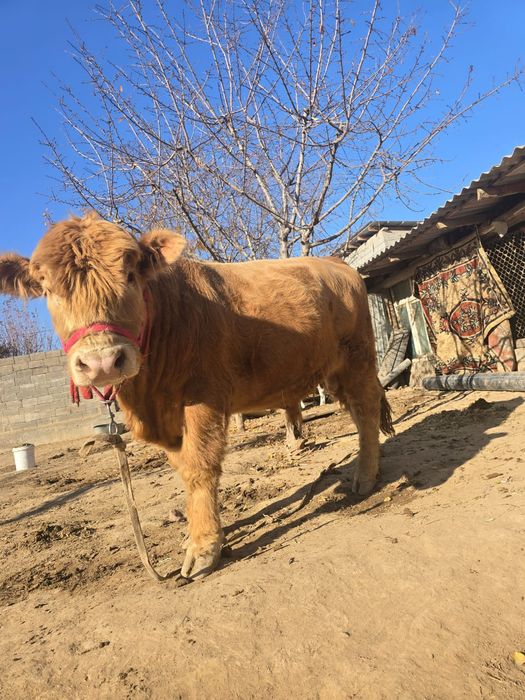 Біржарым жасар бұқа сатылады