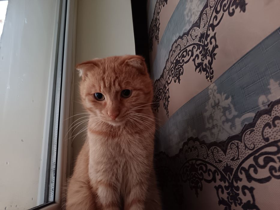 erkak mushuk syamskiy sotiladi