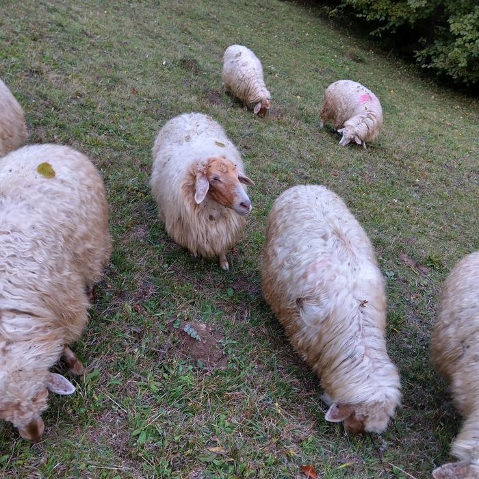 Vând 5 oi varoșe