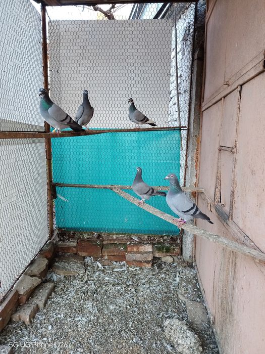 Продавам  пощенски гълъби